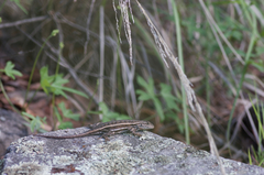 Sceloporus virgatus