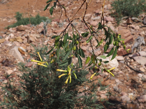 tree tobacco