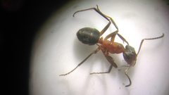 Formica exsecta