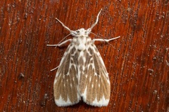 Adites pseudofrigida