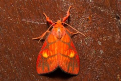 Sarbine flavodiscalis