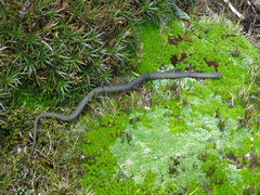Drysdalia coronoides