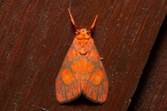 Ammatho roseororatus
