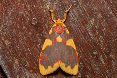 Barsine rubricostata