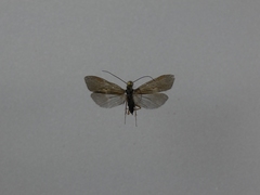 Diplectrona bulla