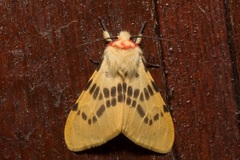 Lemyra bornemontana