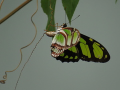 Philaethria dido