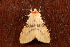 Lemyra bornemontana