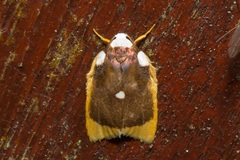 Lobobasis niveimaculata