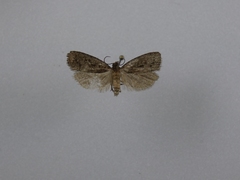 Cryptaspasma querula