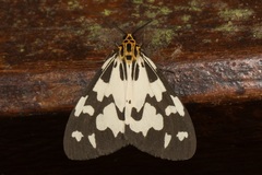 Nyctemera ludekingii