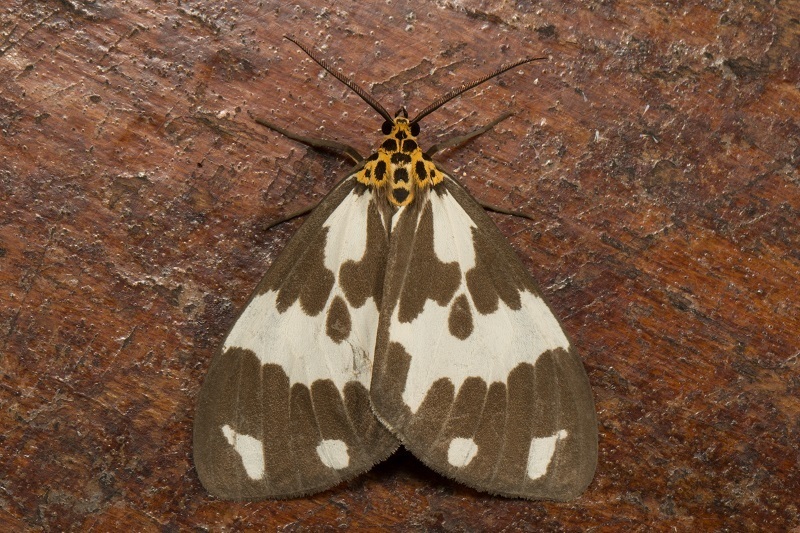 Nyctemera muelleri