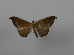 Sarisa muriferata