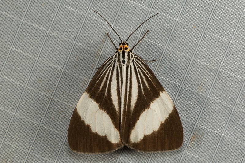 Nyctemera tripunctaria