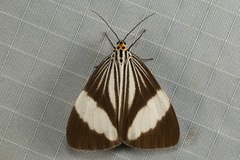 Nyctemera tripunctaria