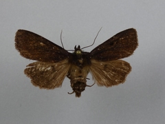 Austramathes purpurea