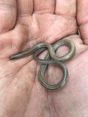 Aprasia striolata