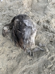 Podiceps nigricollis