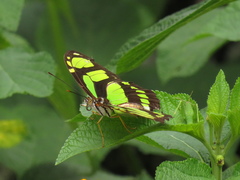 Philaethria dido
