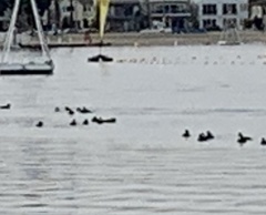 Melanitta perspicillata