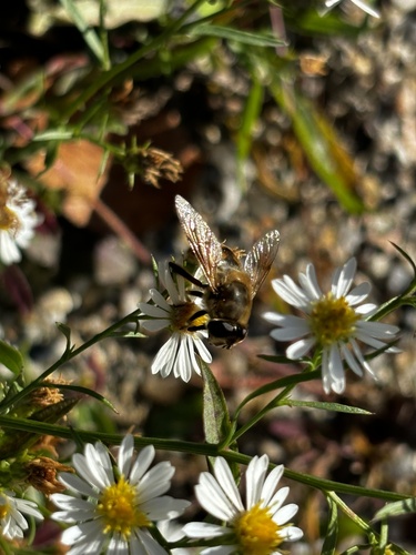 Unknown species found near Beacon Rd, Bethany, CT, US