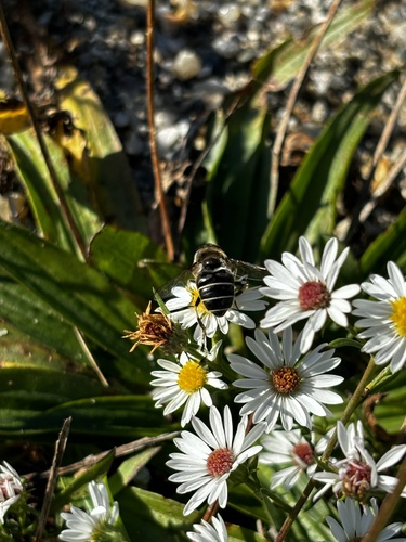 Unknown species found near Beacon Rd, Bethany, CT, US