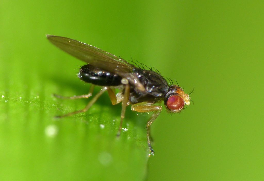 Scaptomyza fuscitarsis
