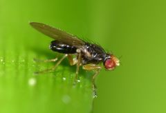 Scaptomyza fuscitarsis