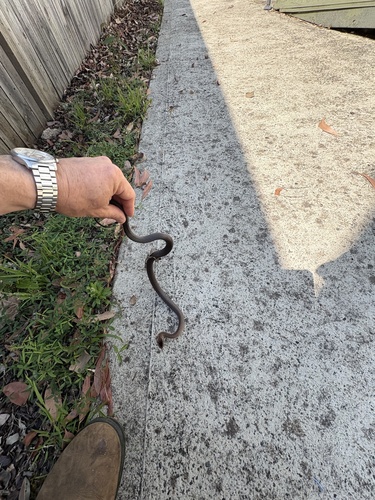 Golden-crowned Snake sighting