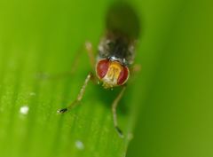 Scaptomyza fuscitarsis