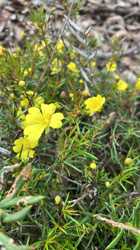Hibbertia acerosa observed 2025-10-22