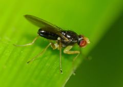 Scaptomyza fuscitarsis