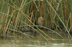 Ixobrychus involucris
