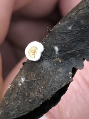 Crepidotus caspari
