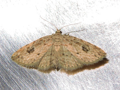Sigela eoides