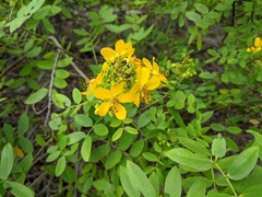 Senna chapmanii