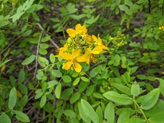 Senna chapmanii
