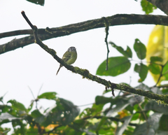 Pogonotriccus ophthalmicus