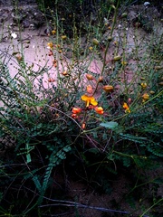 Erythrostemon caudatus