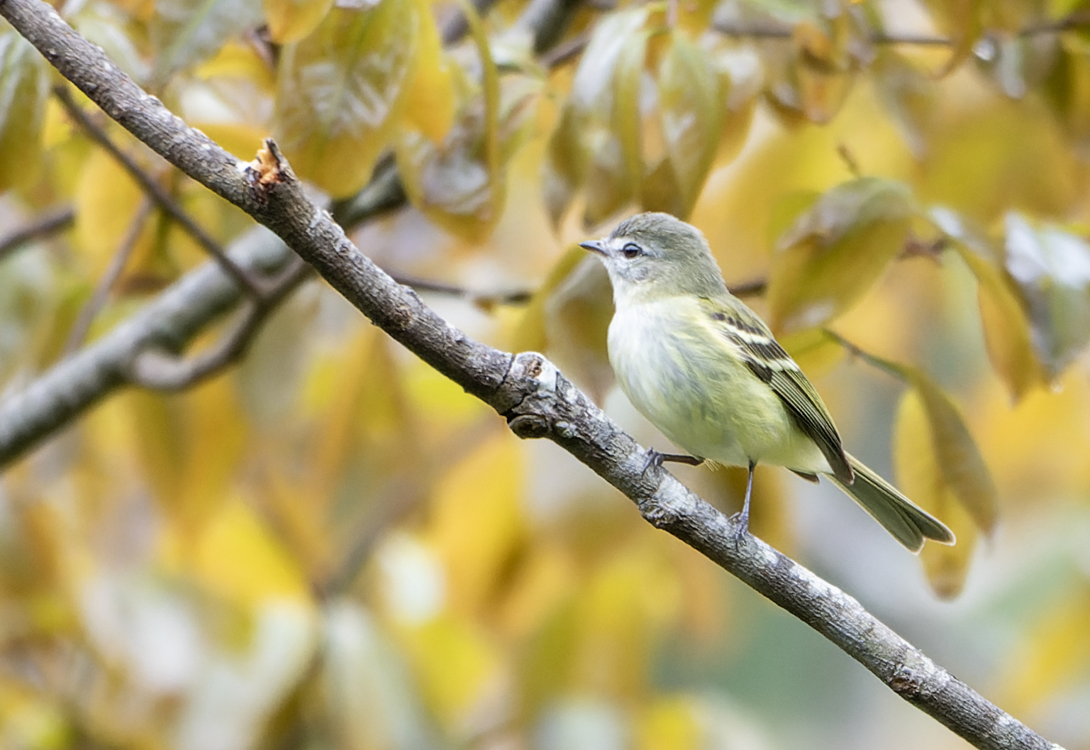 Sclater's Tyrannulet (Phyllomyias sclateri), photo 3