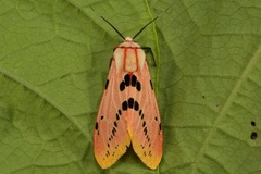 Spilosoma ericsoni