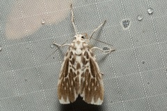 Adites pseudofrigida