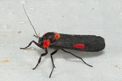 Cyana tettigonioides