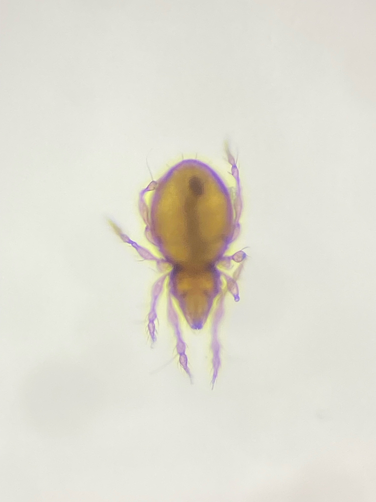 Tripiloppia
