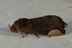 Chrysopera combinans