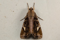 Ercheia pulchrivenula