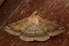 Ericeia inangulata