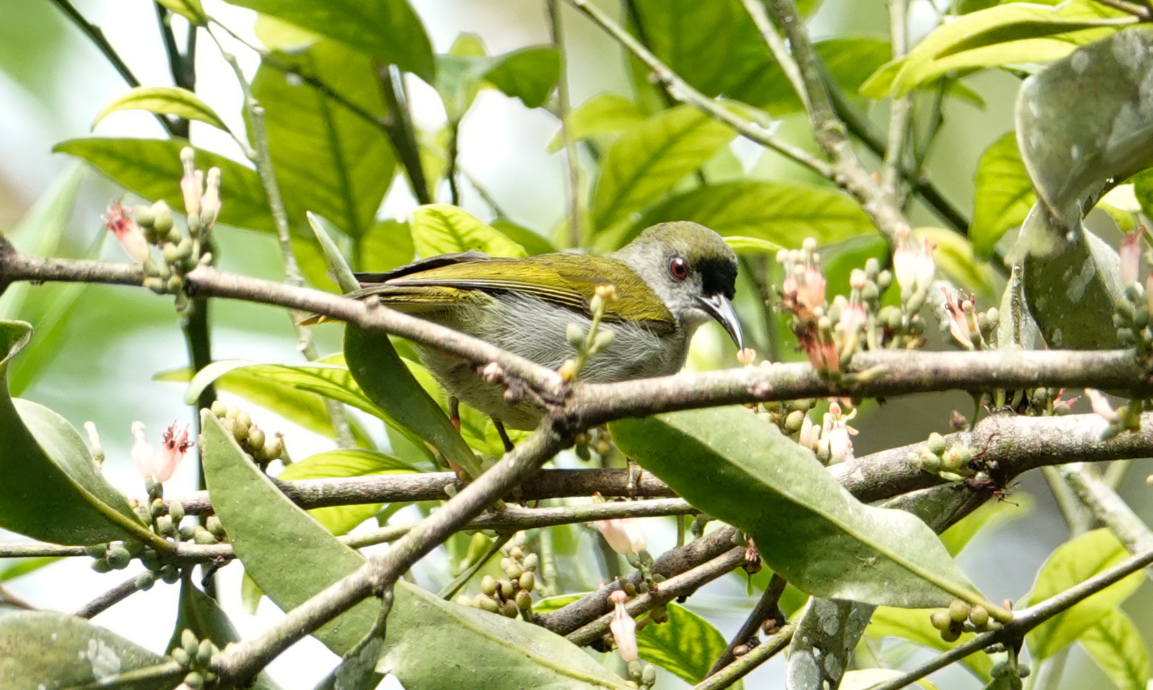 Plain Sunbird (Anthreptes simplex), photo 5