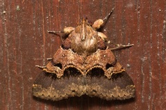 Bertula nigra