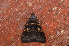 Hydrillodes murudensis